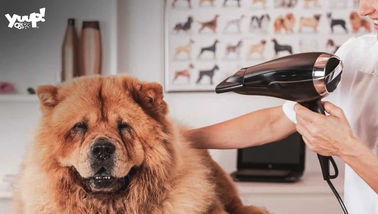 Cane dal parrucchiere