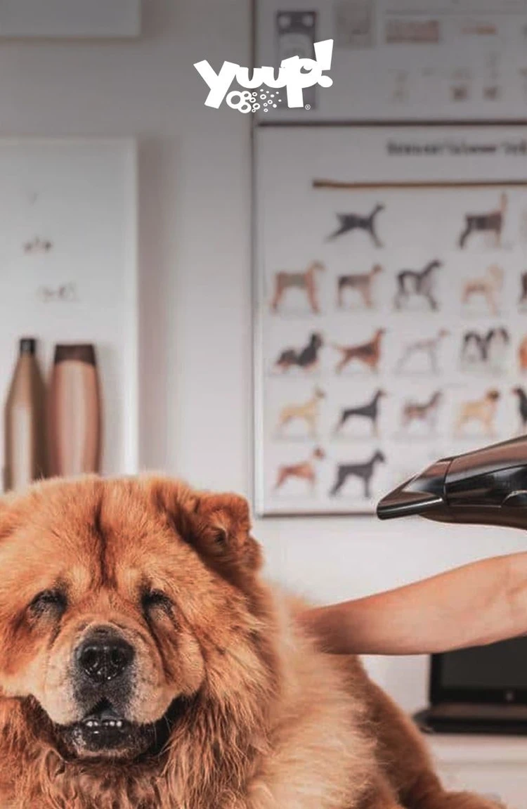 Cane dal parrucchiere