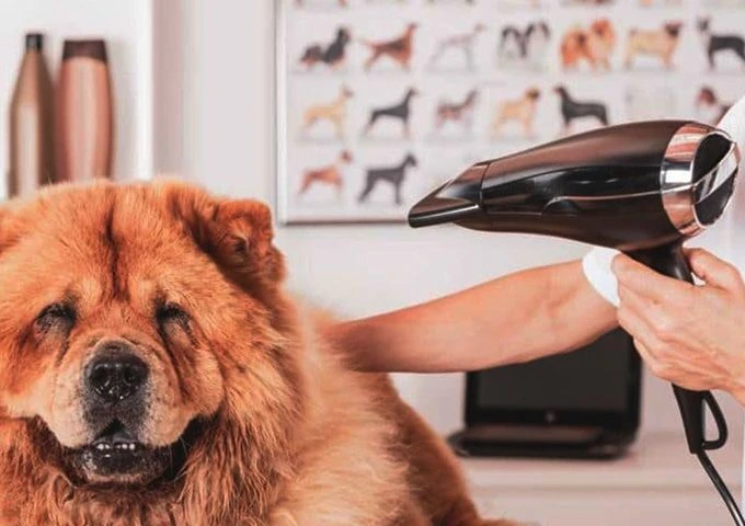 Cane dal parrucchiere