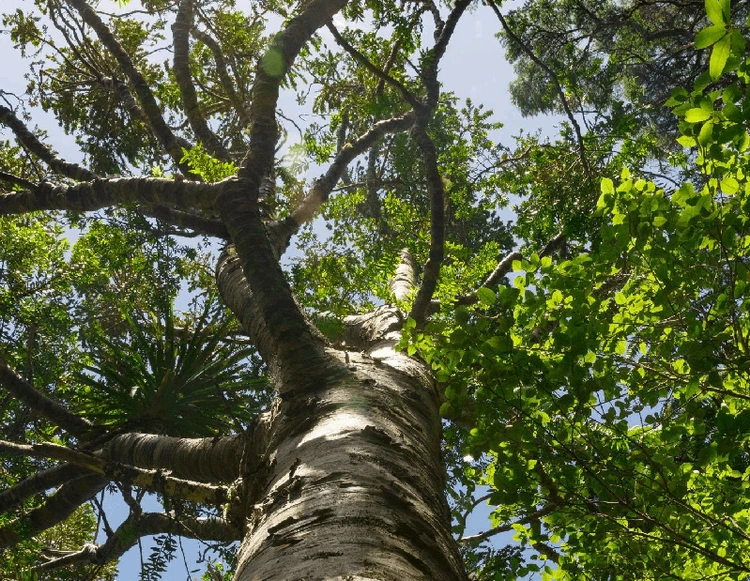 Il potenziale dei tuoi annunci
